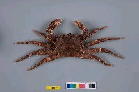 藏品(齒突斜紋蟹)的圖片